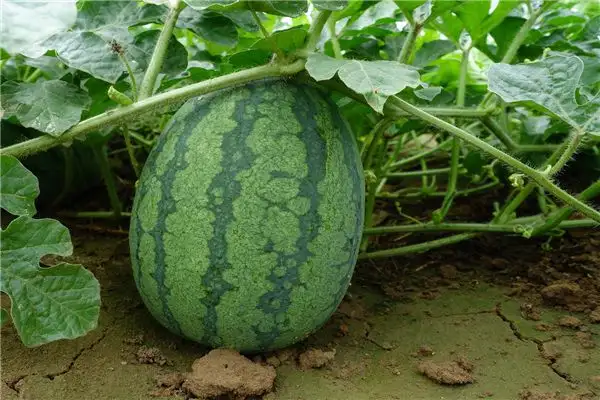 Dreaming of Stealing or Picking Watermelons Meaning - NuvoraDream - DreamDecode-DreamDecode