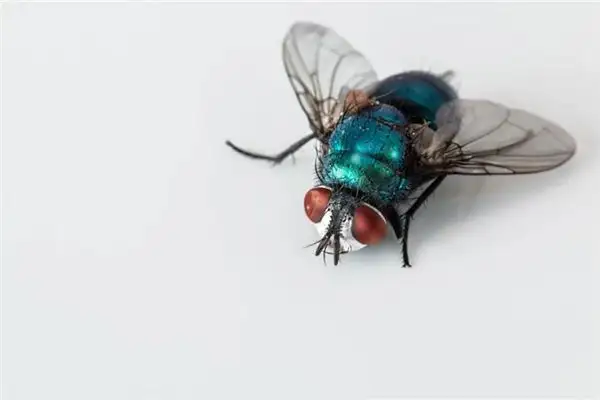 What Does Dreaming of Killing Flies Mean NuvoraDream-DreamDecode
