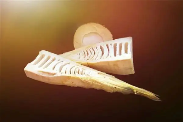 Dreaming of Bamboo Shoots Meaning and Interpretation - NuvoraDream - DreamDecode-DreamDecode