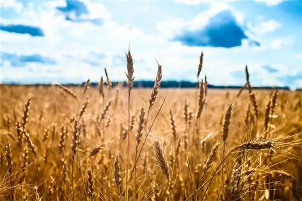 Dream of Forked Ears of Grain Meaning and Interpretation - DreamDecode-DreamDecode