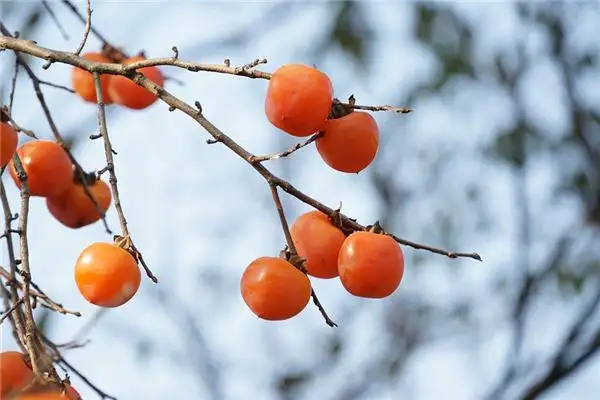 Dreaming of Persimmons and Persimmon Trees Meaning - NuvoraDream - DreamDecode-DreamDecode