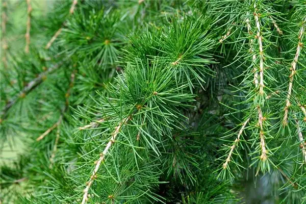 Dreaming of Cedar Tree Meaning and Interpretation - NuvoraDream - DreamDecode-DreamDecode