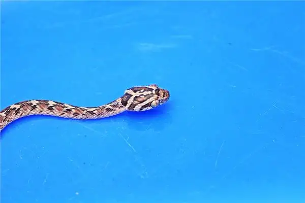 Dream Interpretation of Killing a Snake and Crocodile in Your Sleep - NuvoraDream - DreamDecode-DreamDecode