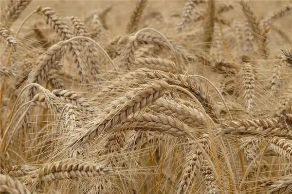 Dreaming of Barley Meaning and Interpretation - NuvoraDream - DreamDecode-DreamDecode