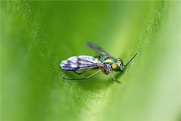 Dream Interpretation What It Means When You Dream of Worms Coming Out of Your Mouth - DreamDecode-DreamDecode