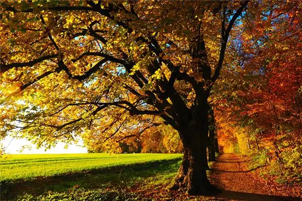 Dream Interpretation of Various Trees - NuvoraDream - DreamDecode-DreamDecode