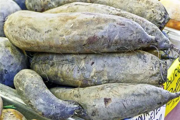 Dream of Sweet Potatoes Meaning and Interpretation - NuvoraDream