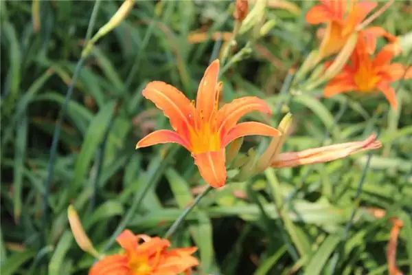 Dream of Orange Meaning and Interpretation - NuvoraDream