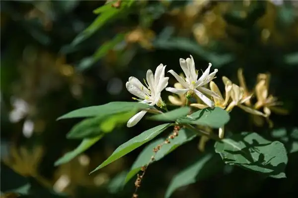 Dream of Honeysuckle Meaning and Interpretation - NuvoraDream