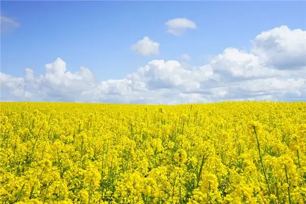 Dreaming of Rapeseed Flowers Meaning and Interpretation - NuvoraDream