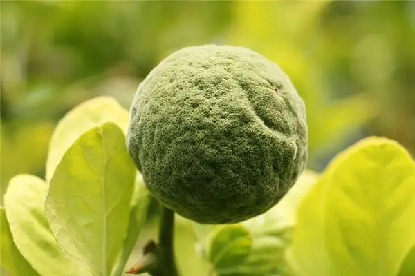 Dream of Bitter Orange Meaning and Interpretation - NuvoraDream