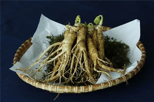 Dream of Ginseng Meaning and Interpretation - NuvoraDream
