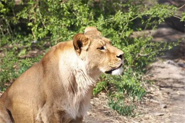 Dream Interpretation Defeating a Wild Beast in Your Dream NuvoraDream-DreamDecode