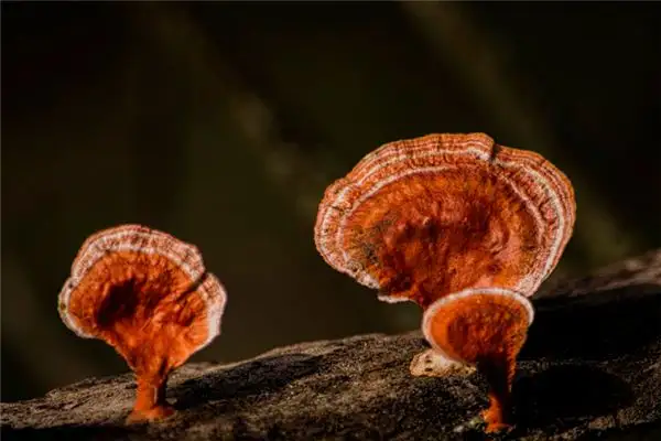 Dreaming of Lingzhi Mushroom Meaning and Interpretation - NuvoraDream