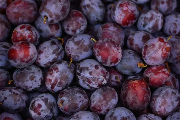 Dream Interpretation of Washing Plums - NuvoraDream-DreamDecode