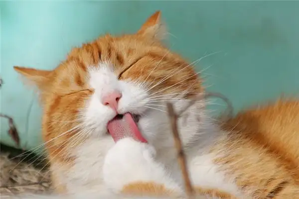 Dream Interpretation of Being Scratched by a Cat NuvoraDream
