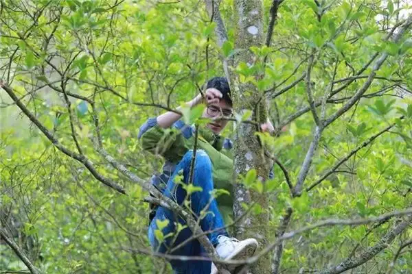 Dreaming of Climbing a Giant Tree Meaning and Interpretation-DreamDecode