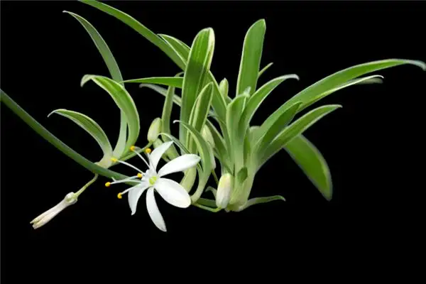 Dream of Spider Plants Meaning and Interpretation - NuvoraDream-DreamDecode