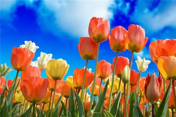 Dreaming of Bright Colors Meaning and Interpretation-DreamDecode