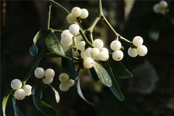 Dream of Mistletoe Meaning and Interpretation - NuvoraDream-DreamDecode