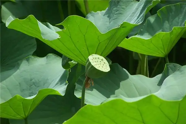 Dream of Lotus Seeds Meaning and Interpretation-DreamDecode