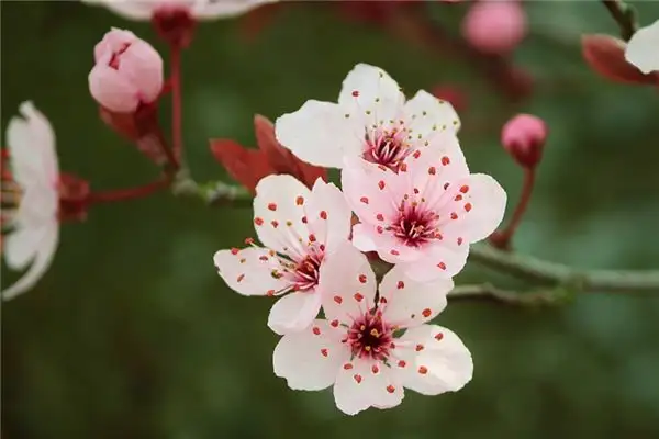 Dreaming of Heather Meaning and Interpretation - NuvoraDream-DreamDecode