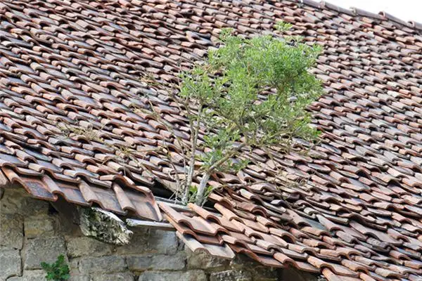 Dream Interpretation of a Broken Roof - NuvoraDream-DreamDecode