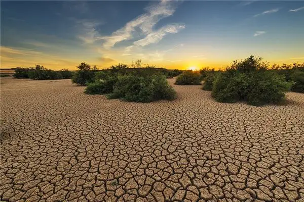 Dream Interpretation of Seeing Bushes in Your Sleep NuvoraDream - DreamDecode-DreamDecode