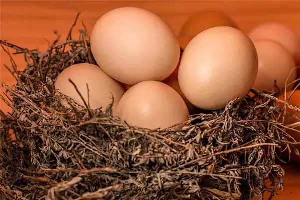 Dream Interpretation Finding Eggs in Your Dream NuvoraDream-DreamDecode