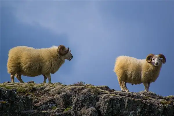 Dream Interpretation of Seeing Someone Slaughter a Sheep - NuvoraDream-DreamDecode