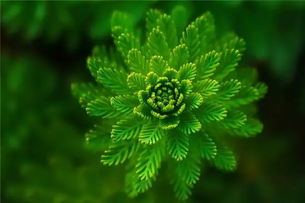 Dream of Leaves Meaning - NuvoraDream