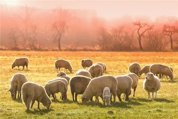 Dream Interpretation Cutting Wool Meaning at NuvoraDream-DreamDecode