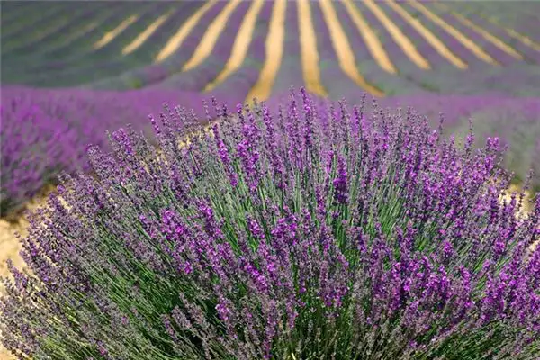 Dreaming of a Meadow Meaning and Interpretation - NuvoraDream-DreamDecode