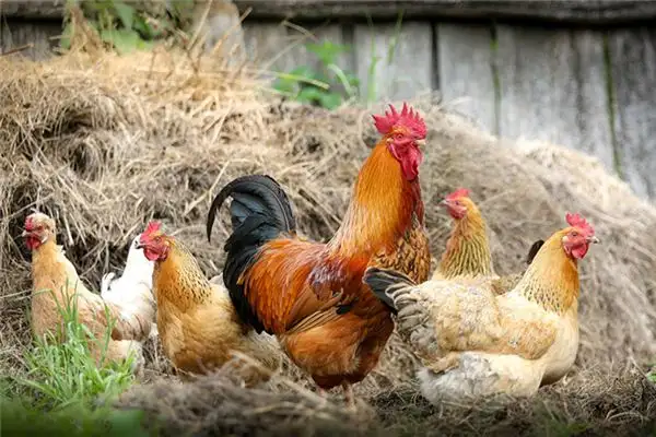 Grandma Feeding Chickens Dream Meaning - NuvoraDream-DreamDecode