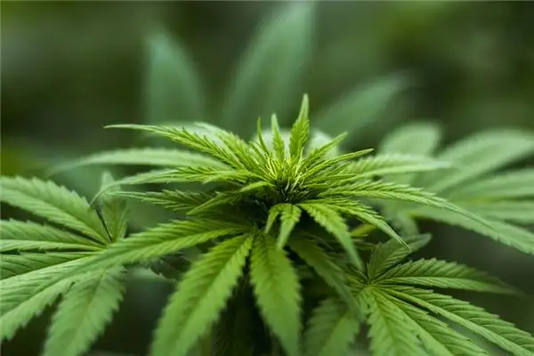 Dreaming of Marijuana Meaning and Interpretation - NuvoraDream-DreamDecode