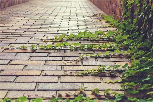 Dream Meaning of Ivy NuvoraDream-DreamDecode