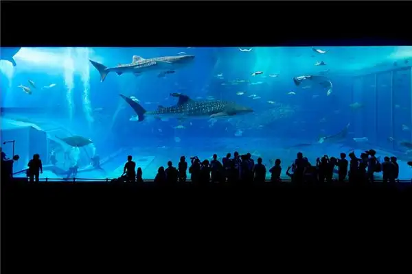 Dream Interpretation of Visiting an Aquarium - NuvoraDream - DreamDecode-DreamDecode