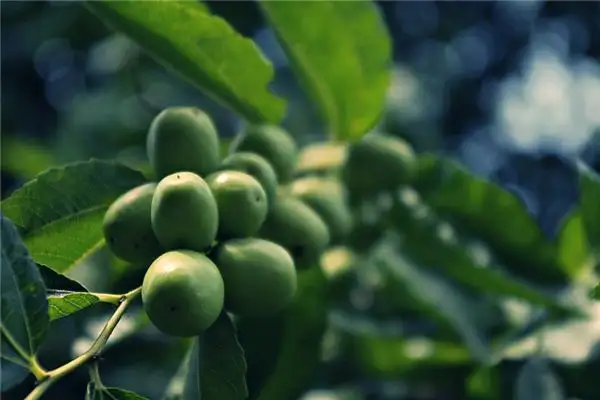 Dream Interpretation Planting a Jujube Tree Meaning - NuvoraDream