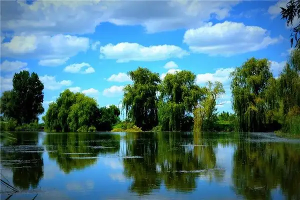 Dreaming of Willow Trees Meaning and Interpretation - NuvoraDream-DreamDecode