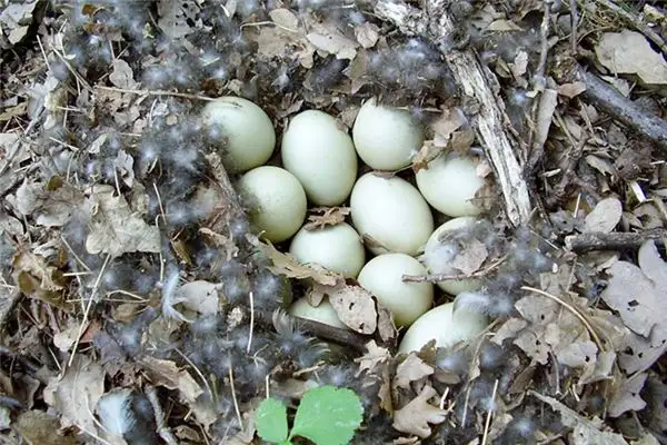 Dream Interpretation Finding Duck Eggs Meaning - NuvoraDream-DreamDecode