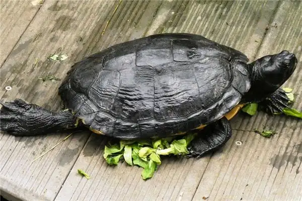 Dream Interpretation Turtle Meaning on NuvoraDream-DreamDecode