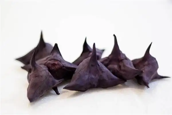 Dream of Water Chestnuts Meaning and Interpretation - NuvoraDream-DreamDecode