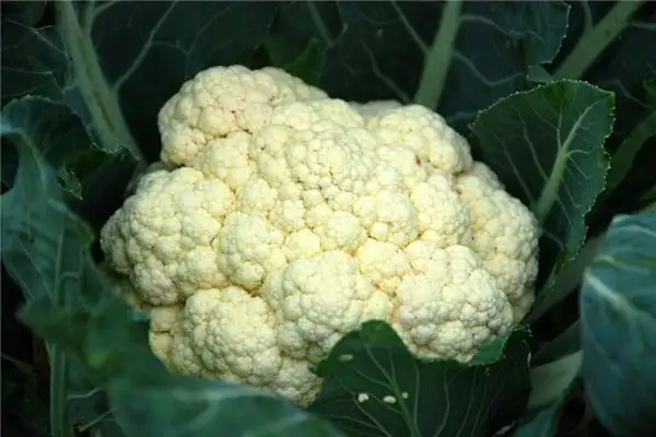 Dreaming of Cauliflower Meaning and Interpretation - NuvoraDream-DreamDecode
