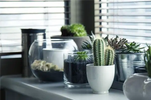 Dreaming of Cactus Meaning and Interpretation - NuvoraDream - DreamDecode-DreamDecode