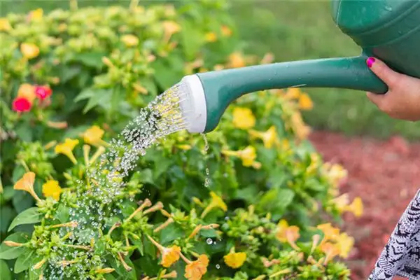 Dreaming of Watering Flowers - Nuvora Dream Interpretation-DreamDecode