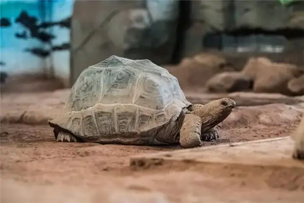 Dream Interpretation of Feeling Slow or Dull in Dreams - NuvoraDream-DreamDecode