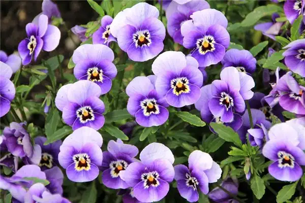 Dream of Violets Meaning - NuvoraDream-DreamDecode