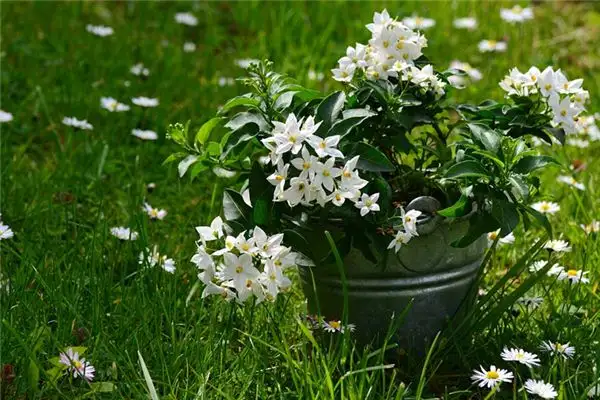 Dream of Jasmine Meaning - NuvoraDream-DreamDecode
