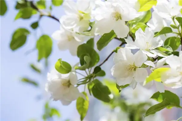Dream of Crabapple Blossoms Meaning - NuvoraDream-DreamDecode