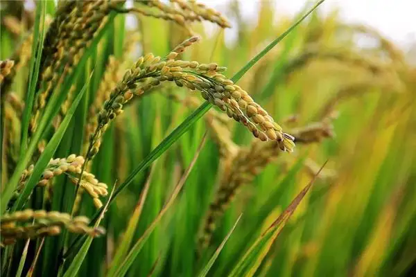 Dreaming of Rice and Wheat Meaning Interpretation - NuvoraDream-DreamDecode